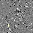 Lineare Anomalie von 180m L�¤nge im Geomagnetikbild.