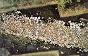 Fr�¼hmittelalterlicher Weg aus Menzlin (aus: H. Jöns, Fr�¼hst�¤dte. AID 4/2000, 22-27).